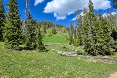 Rabbit-Ears-Pass-green-hill-with-trees-down