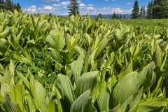 Rabbit-Ears-Pass-lettuce-leaf-close