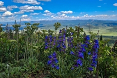 Rabbit-Ears-Pass-purple-flowers-with-mountains