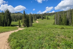 Rabbit-Ears-Pass-trail-leading-through-field