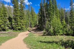 Rabbit-Ears-Pass-trails-through-the-trees