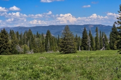Rabbit-Ears-Pass-tree-line-on-green-hill