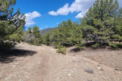 Racetrack-Loop-at-Salida-Mountain-Parks-trail-in-trees