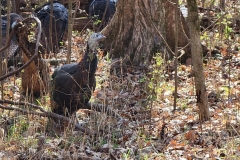 Radnor-Lake-Turkey-close-up