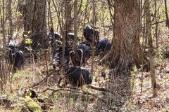 Radnor-Lake-Turkeys