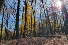 Radnor-Lake-Yellow-Leaves