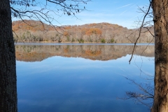 Radnor-Lake-between-two-trees