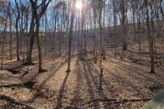 Radnor-Lake-first-hill-opening