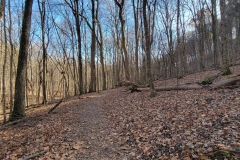 Radnor-Lake-leave-covered-trail