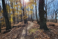 Radnor-Lake-trail-in-trees-with-sun-and-yellow