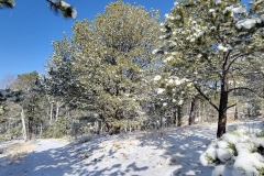 Mueller-Rock-Pond-and-Brook-Pond-Snow-Covered-Tree