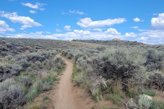 Sea-of-Sage-starting-trail-up-the-hill