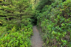 Shore-Acres-Narrow-tree-tunnel
