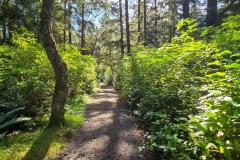 Shore-Acres-backside-trail-in-trees