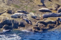 Shore-Acres-big-pod-of-seals-close-up