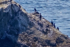 Shore-Acres-birds-on-the-rocks