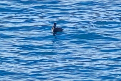 Shore-Acres-black-pelican-in-sea