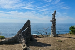 Shore-Acres-dead-trees