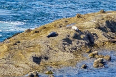 Shore-Acres-seals-on-rocsk-wider