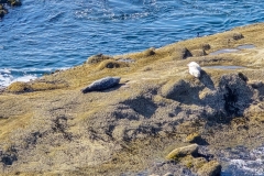 Shore-acres-big-seals-on-island