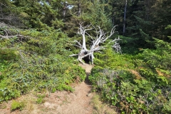 Shore-acres-cool-tree-in-path