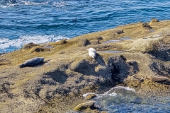Shore-acres-seals-lounging