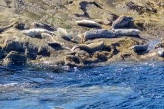 shore-acres-seals-close-bottom-rock