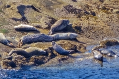 shore-acres-seals-close-up
