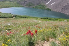 silver-dollar-lakes-wildflowers-and-silver-dollar