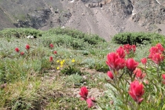 silver-dollar-lakes-wildflowers