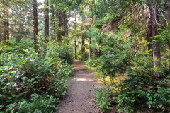 Simpson-Reef-From-Shore-Acres-woods-trail