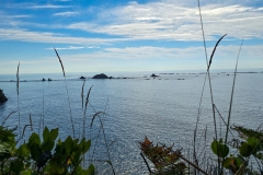 Simpson-Reef-from-Shore-Acres-First-Overlook-through-vines