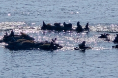 Simpson-Reef-from-Shore-Acres-Reef-Overlook-Single-rocks-seals