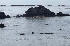 Simpson-Reef-from-Shore-Acres-Reef-Overlook-wide-of-seal-island