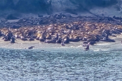 Simpson-Reef-from-Shore-Acres-Super-Close-of-seal-island