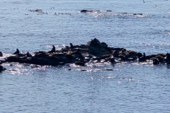 Simpson-reef-from-Shore-Acres-Reef-Overlook-seals-on-moderate-rock
