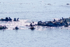 Simpson-reef-from-Shore-Acres-Reef-Overlook-seals-on-rocks