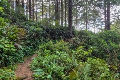 Simpson-reef-from-Shore-Acres-Thicker-Vines