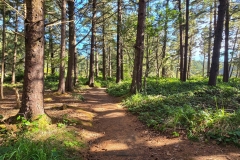 Simpson-reef-from-Shore-Acres-Woods