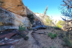 Sipapu-Bridge-trail-near-rock-wall