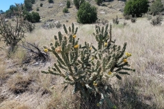 Lake-Pueblo-Canyon-Loop-Cactus