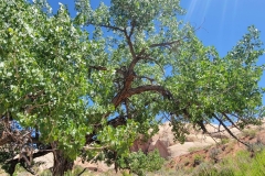 Sound-of-Silence-Tree