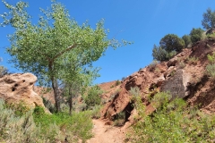 Sounds-of-Silence-trees-in-lower