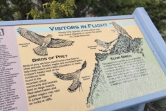 Sterns-Trail-at-Mt-Cedar-birds-infographic