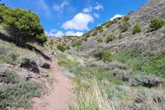 Sterns-Trail-at-Mt-Cedar-going-up-into-the-bowl