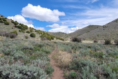Sterns-Trail-at-Mt-Cedar-low-trail-early