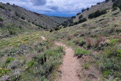 Sterns-Trail-at-Mt-Cedar-narrow-trail-inner-bowl