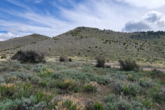 Sterns-Trail-at-Mt-Cedar-side-hills