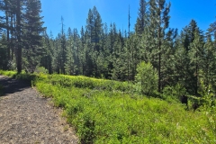 Sumpter-Valley-Railroad-Site-Open-Green