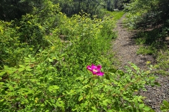 Sumpter-Valley-Railroad-Site-Purple-Flower